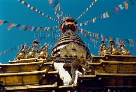 Νεπάλ Κατμαντού Ινδουιστικός ναός Μαϊμούς 08