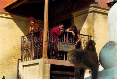 Νεπάλ Κατμαντού Ινδουιστικός ναός Μαϊμούς 09