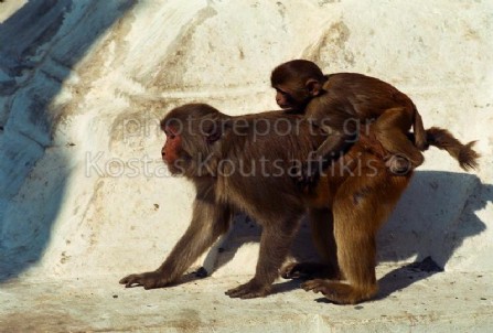 Νεπάλ Κατμαντού Ινδουιστικός ναός Μαϊμούς 14