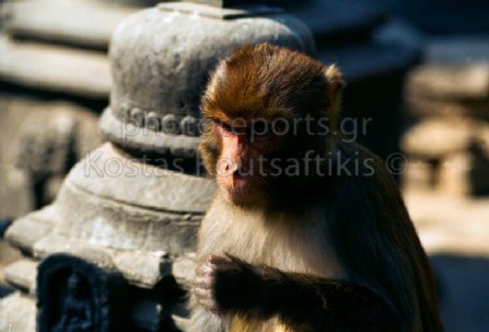 Νεπάλ Κατμαντού Ινδουιστικός ναός Μαϊμούς 15