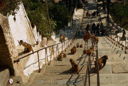 Νεπάλ Κατμαντού Ινδουιστικός ναός Μαϊμούς 16