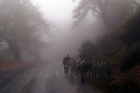 Καστάνιτσα Αρκαδίας. Αγρότης με τον γαίδαρό του βαδίζει μέσα στον καστανίωνα και την ομίχλη.   