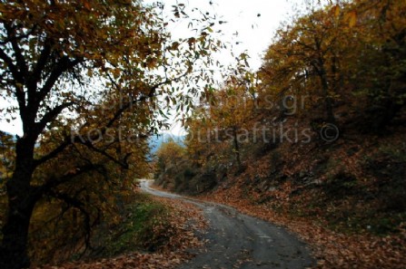 Καστάνιτσα Αρκαδίας. Αγροτικός χωματόδρομος στον καστανίωνα, αρχή φθινωπόρου. 